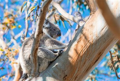 Koala im Great Otway Nationalpark